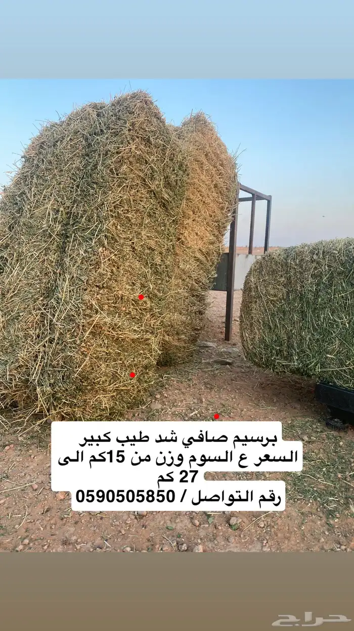 برسيم 0