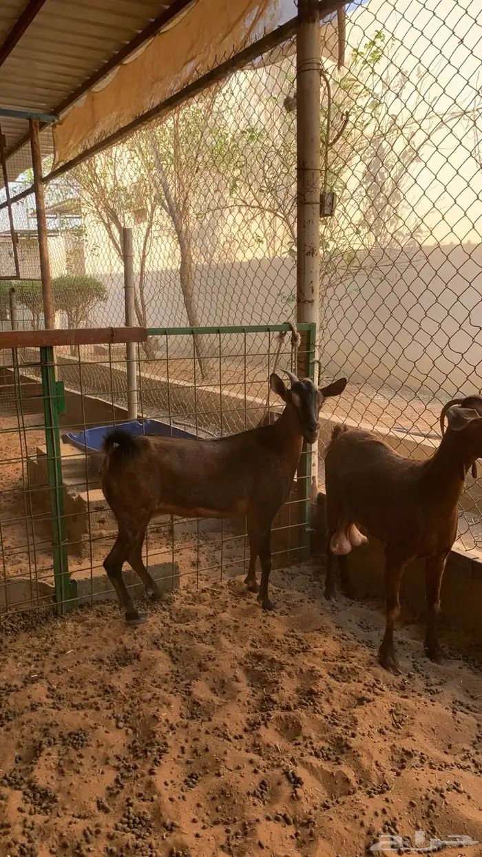 معزا جنوبيه مع فحلها 5