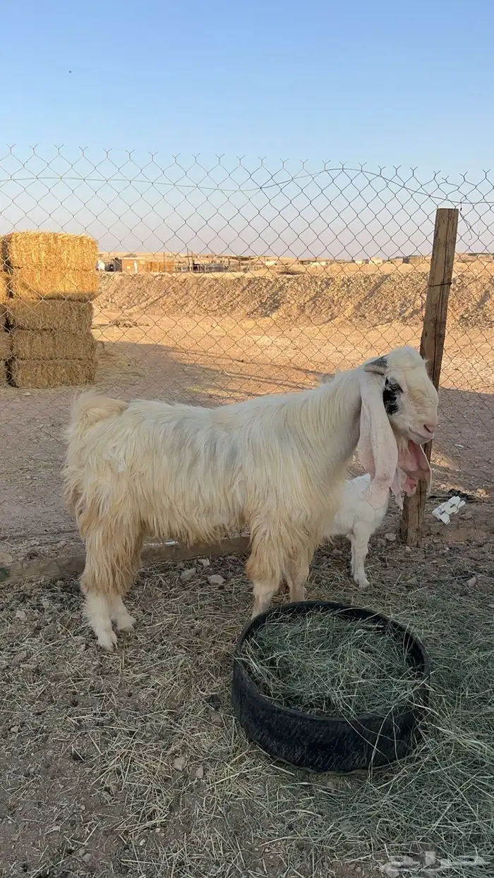 تيس مشروك جرمة طيب 4