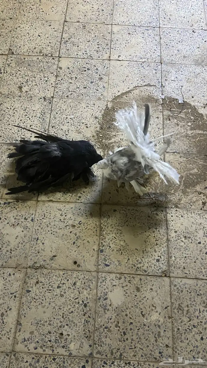حمام رقاص جوز للبيع 0