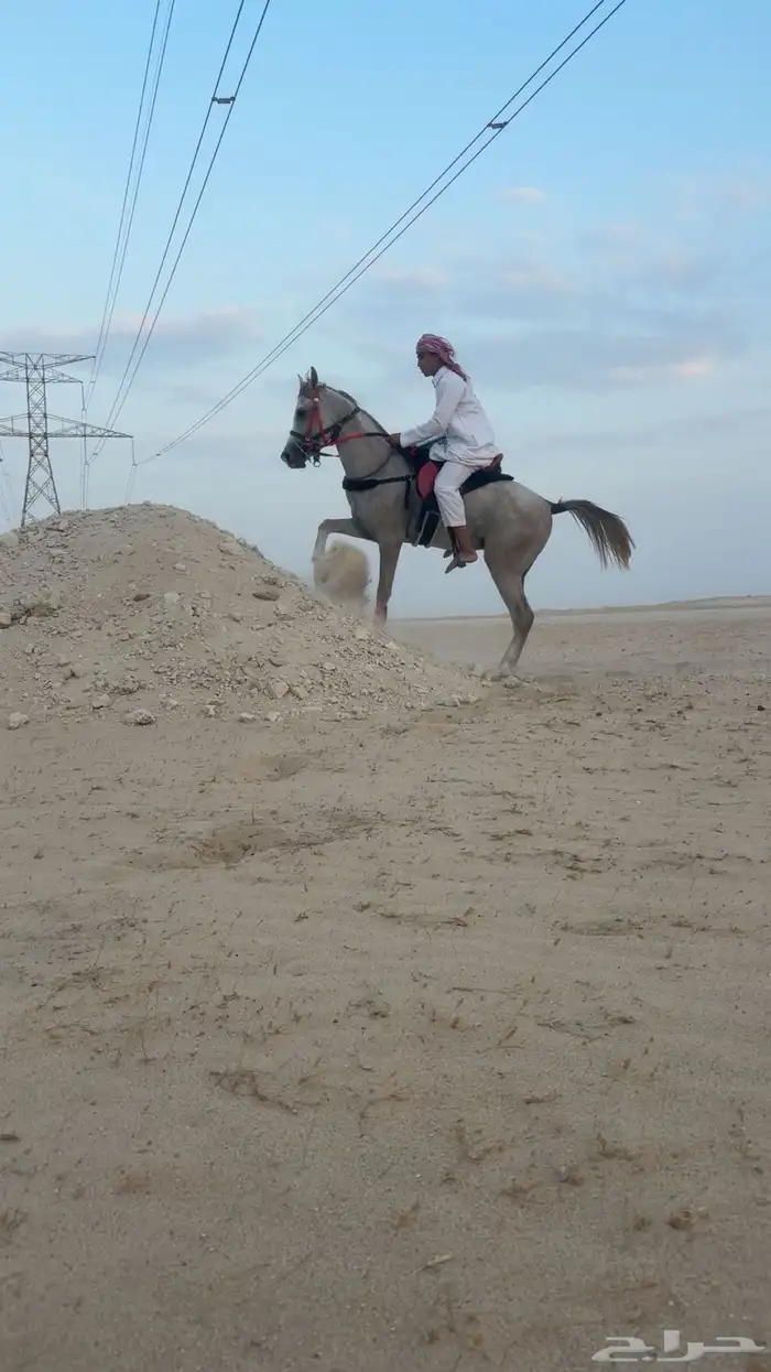 حصان شعبي العمر 2سنتين 1