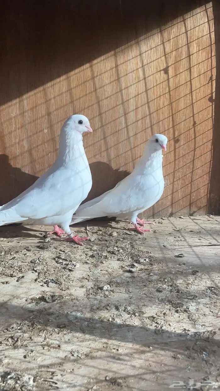 زوج غرنوق 0