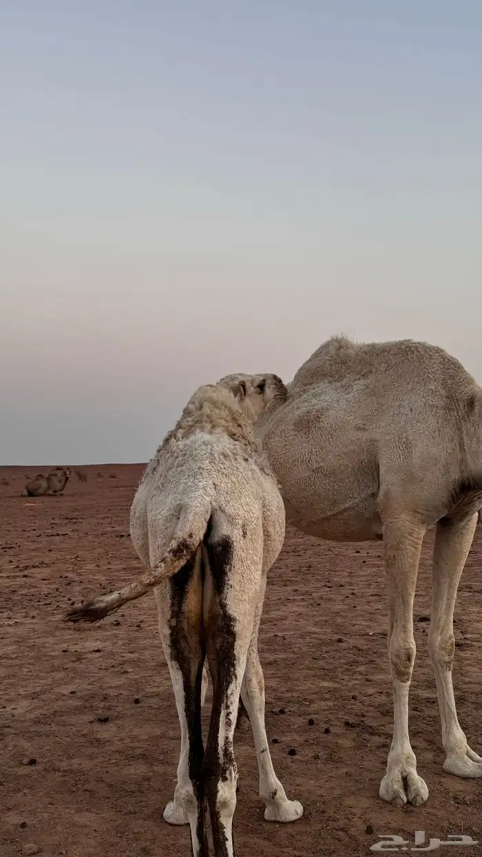 بكره على الحليب 0