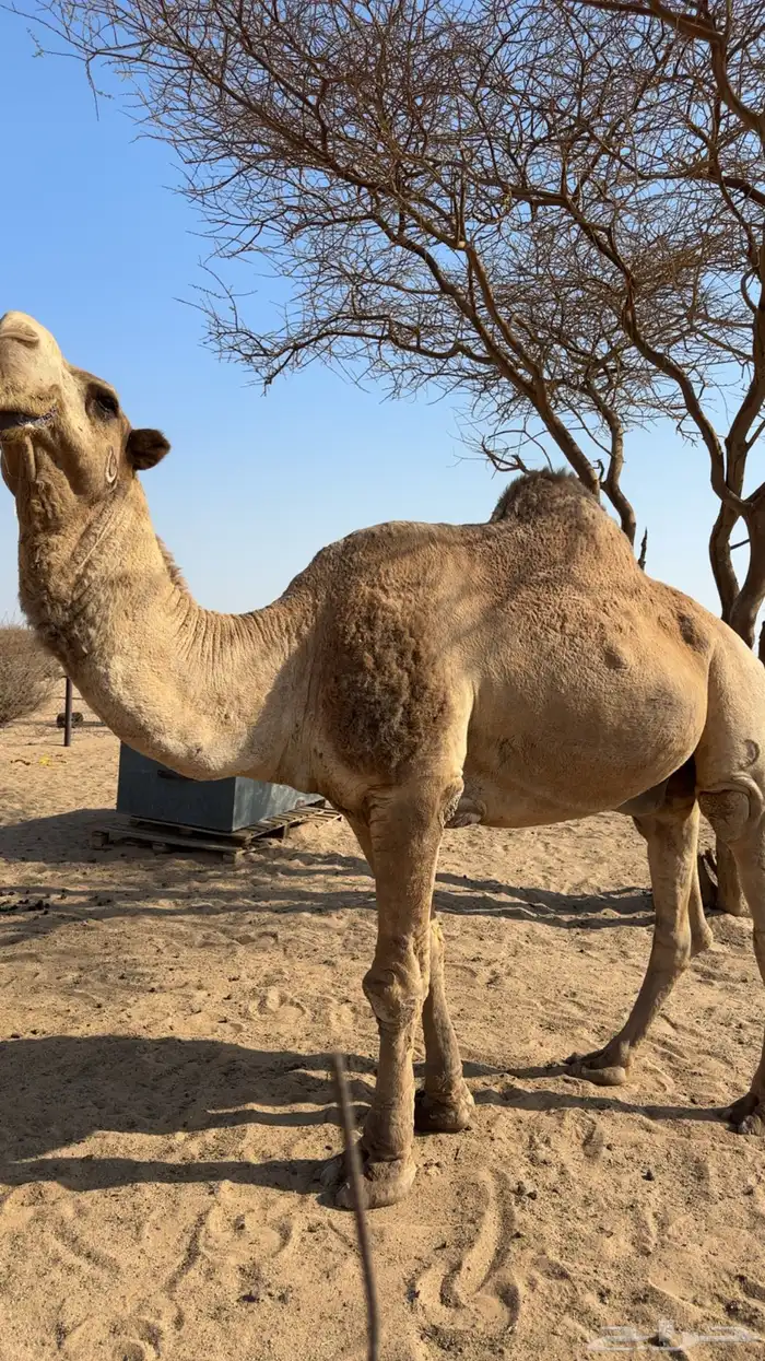 جمل اشعل منتج 0