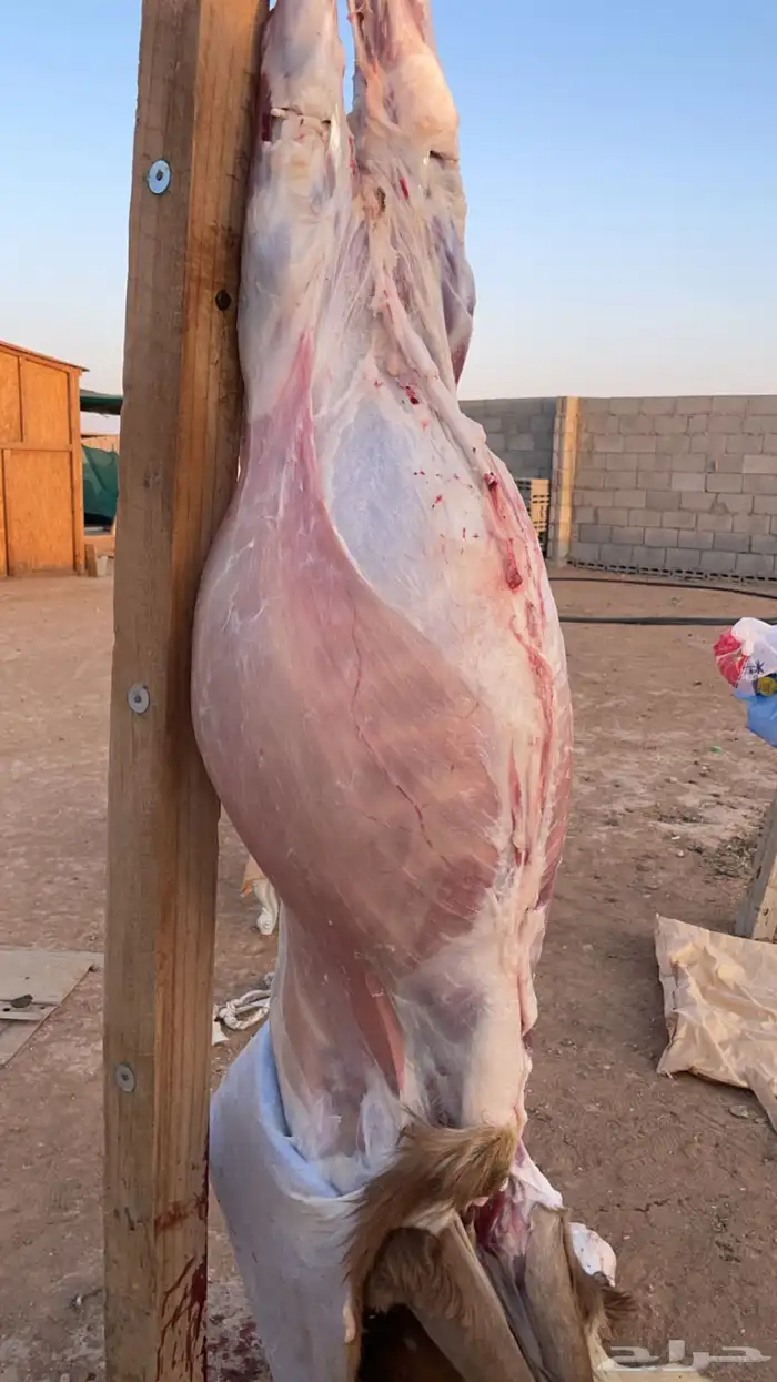 ذبايح سواكن حمري شرط 2