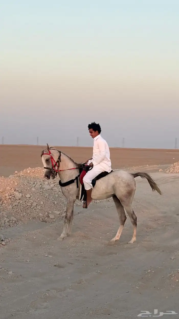 حصان شعبي العمر 2سنتين 3