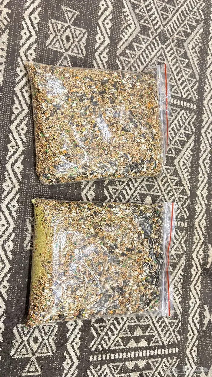 ببغاء كروان 4