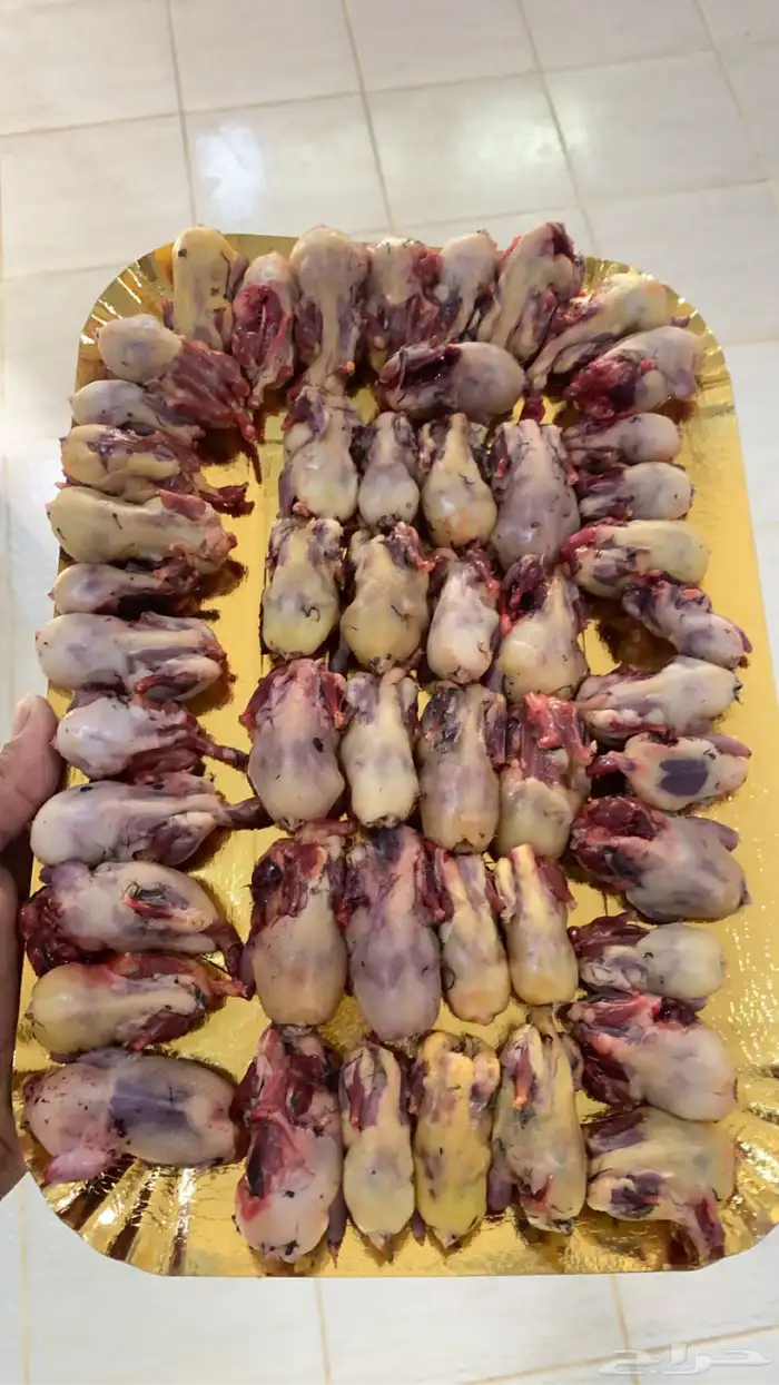 طيور دخل 0