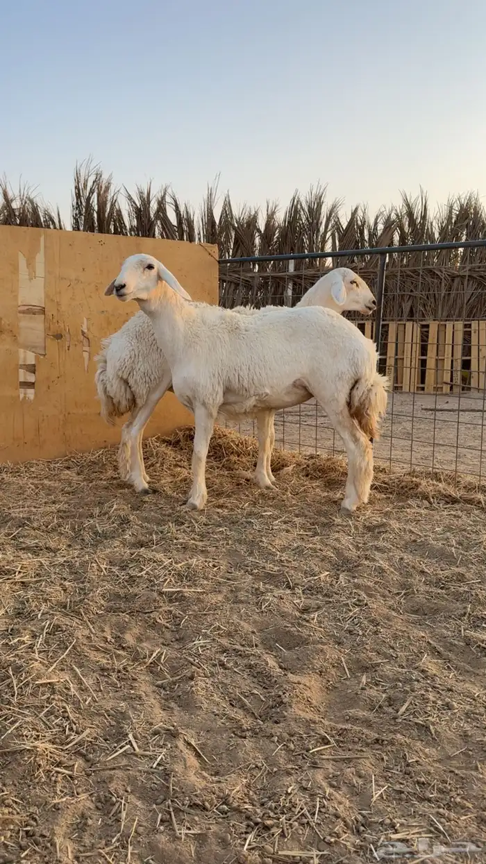 رخال حريات حرش مضاريع تم البيعع 1