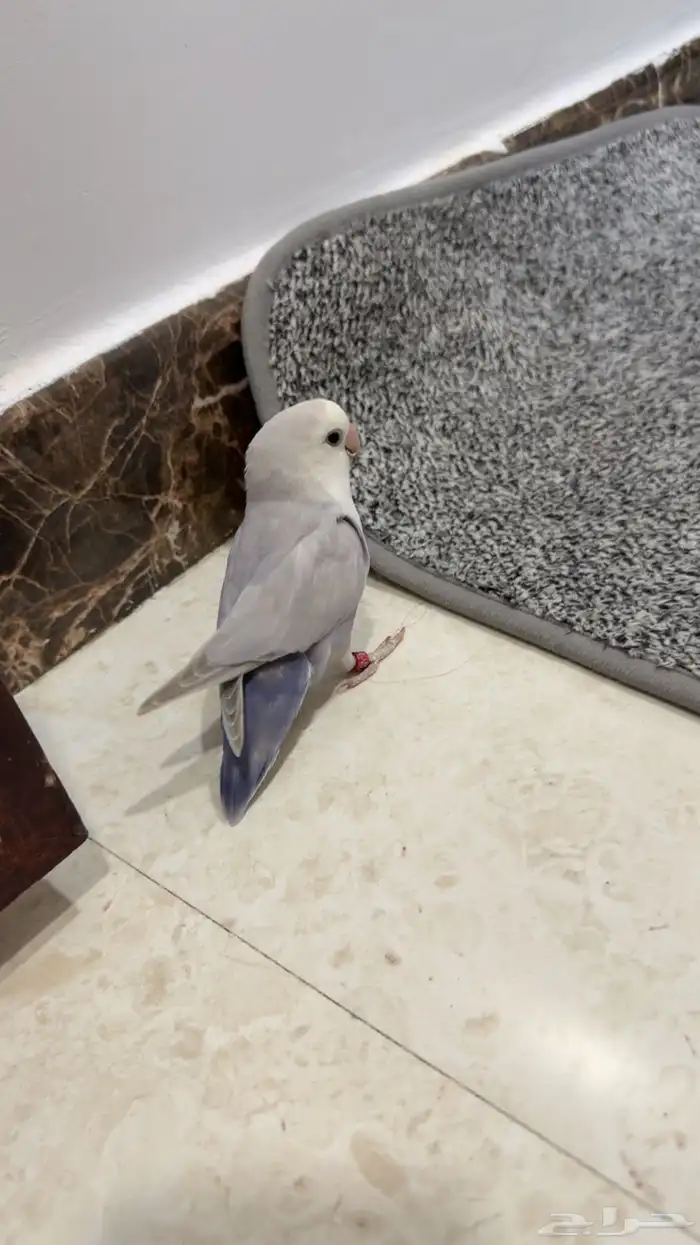 عصافير روز 0