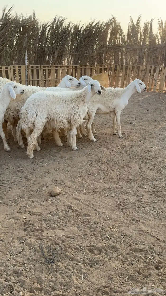 رخال حريات حرش مضاريع تم البيعع 6