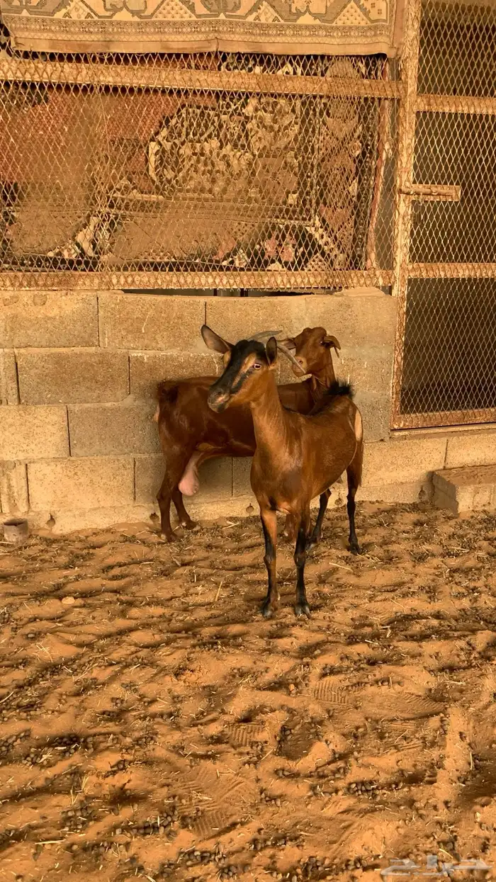 معزا جنوبيه مع فحلها 2