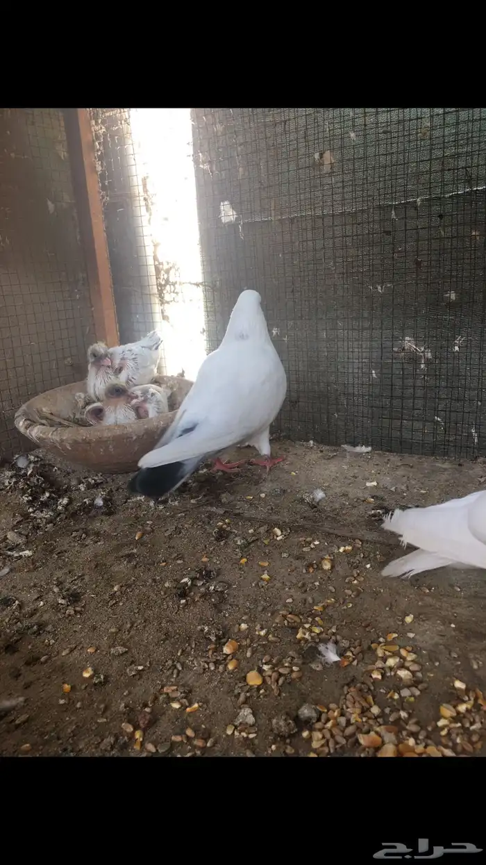 جوز وحشي تب مع انتاجه 9