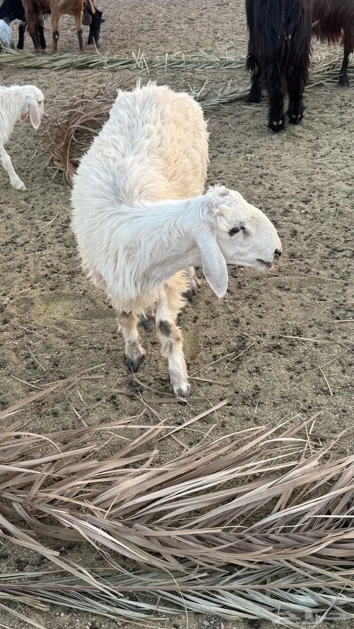 خرفان 4 للبيع 8