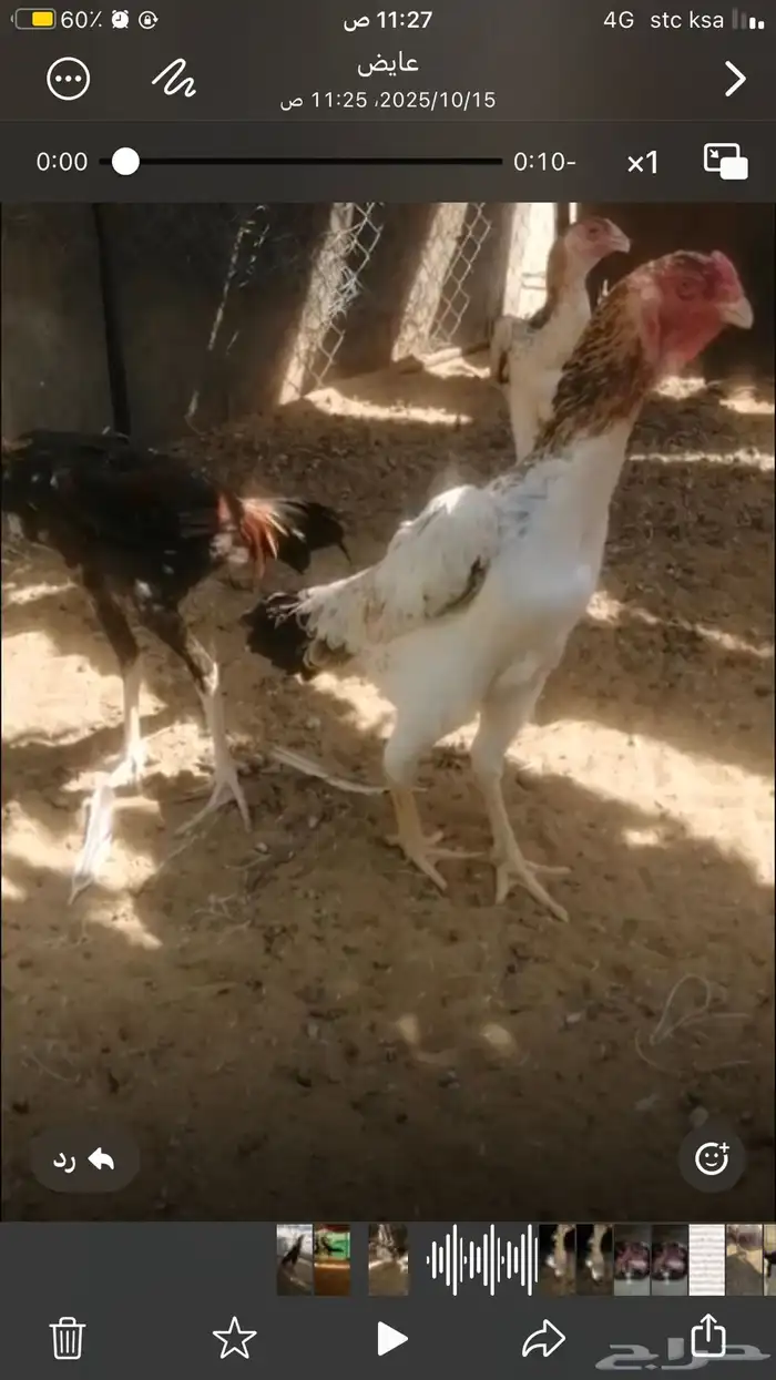 دجاج شامو يباني 1