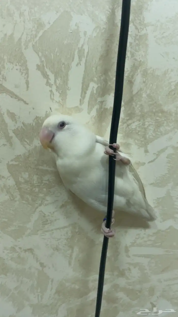 طير روز البينو اليف جدا جدا 0