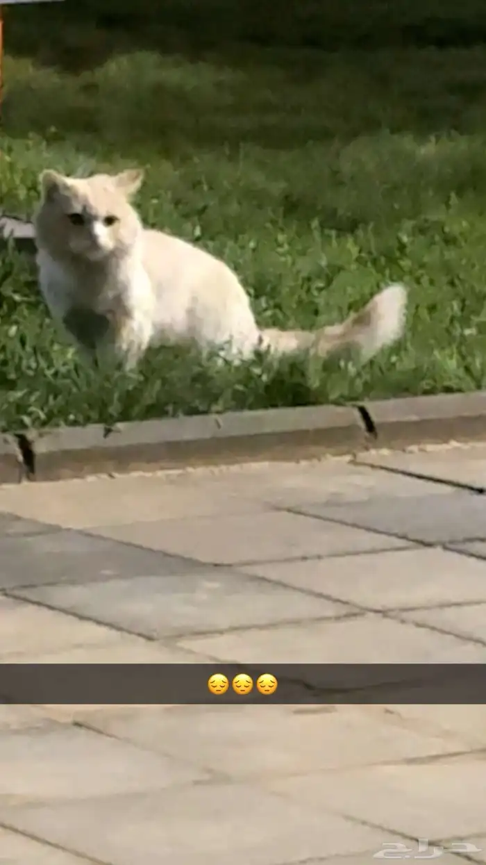قط ذكر ل التبني 1