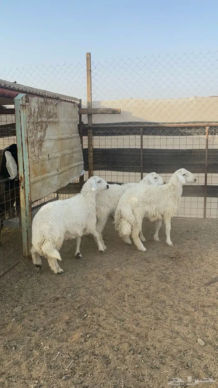 طليان حريات ذبايح طيبة بالحيل(تم البيع) 3