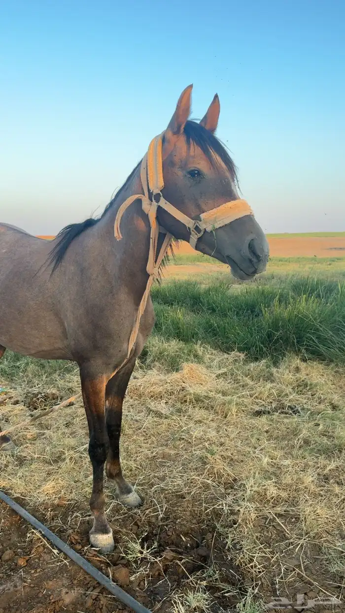 مهره 0