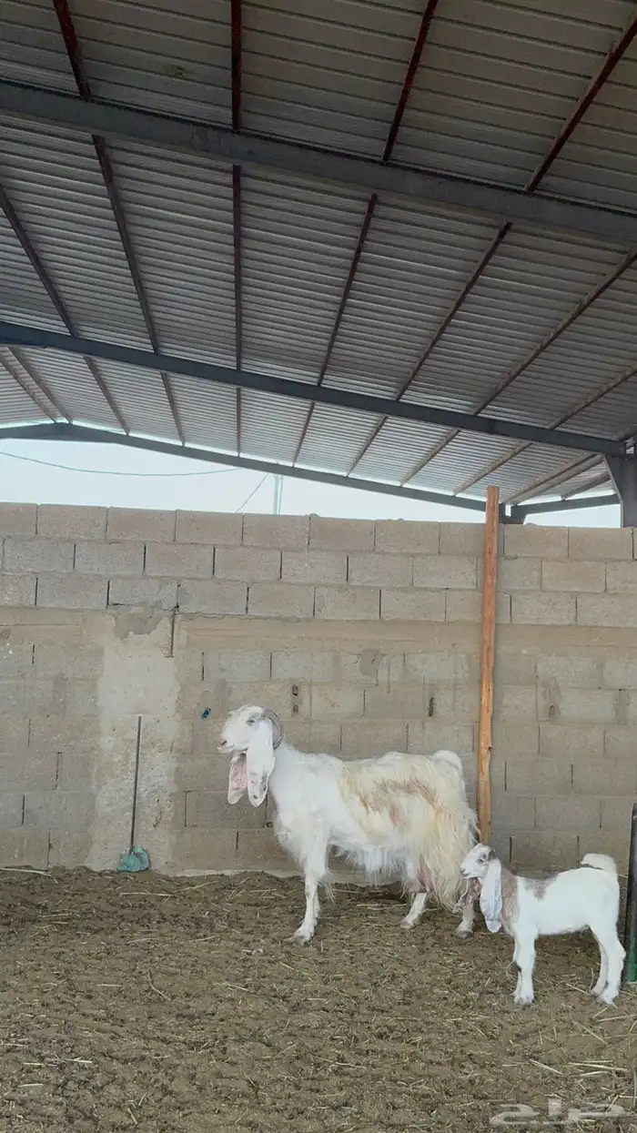 معزا متابيع ومتاومات 3