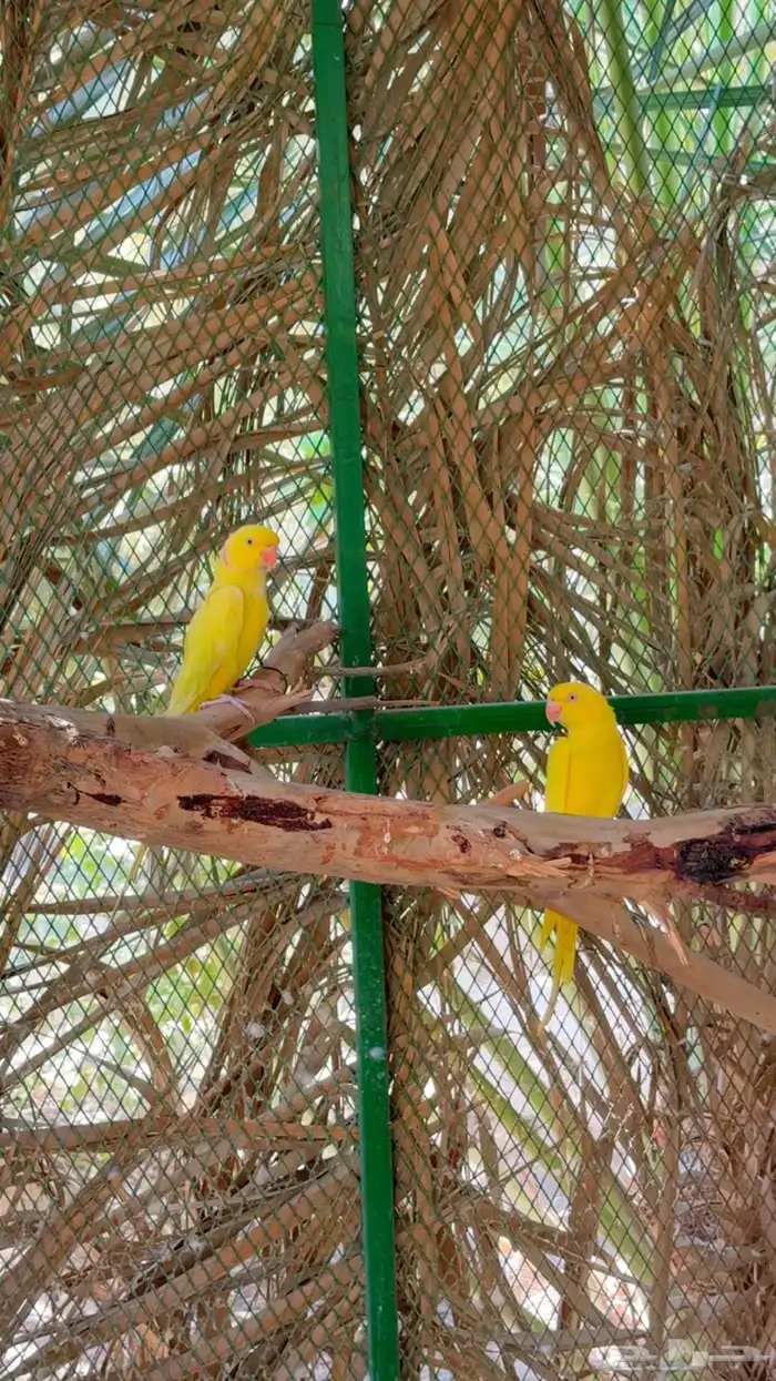 دره لاتينو 1