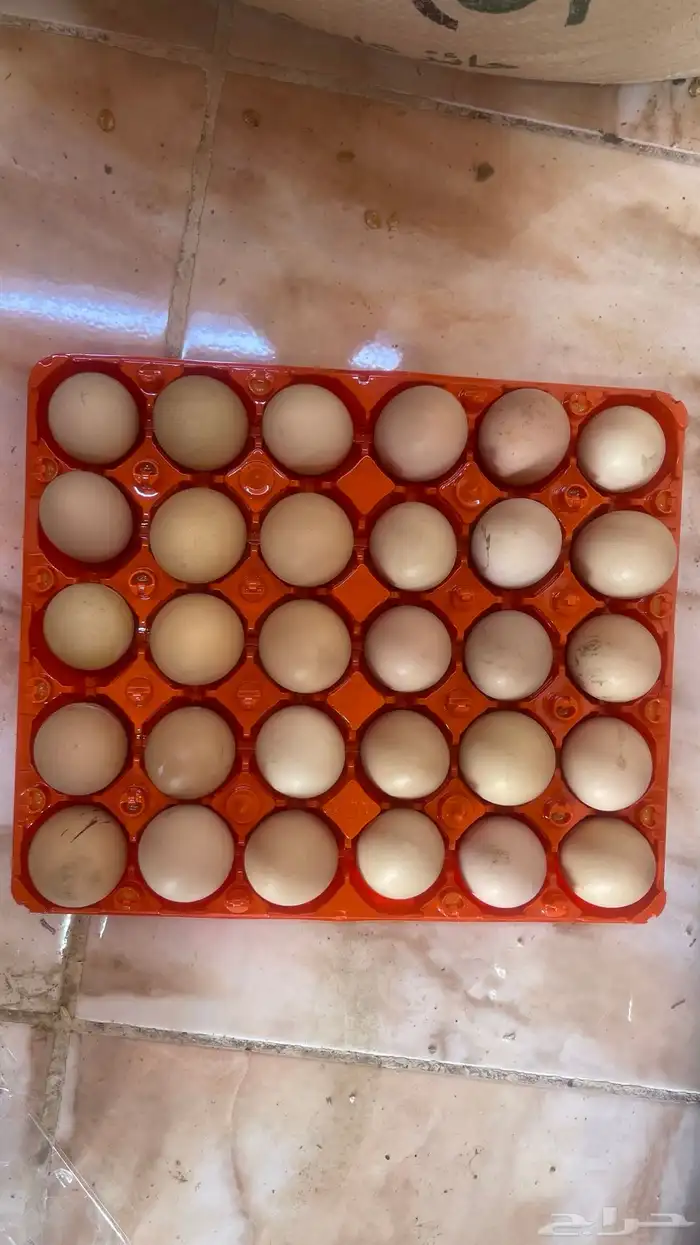 بيض براهما صافي 0