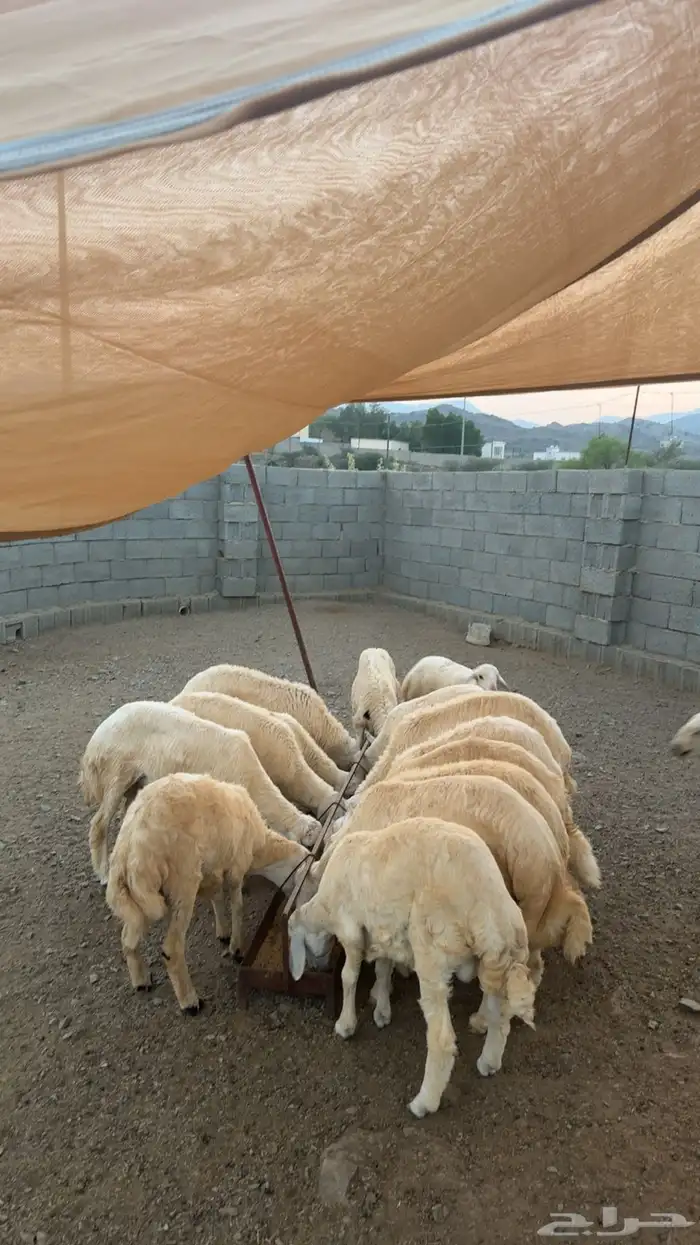 مواشي غنم 0