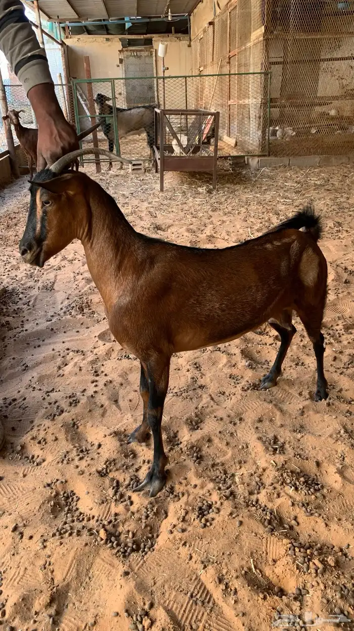 معزا جنوبيه مع فحلها 10