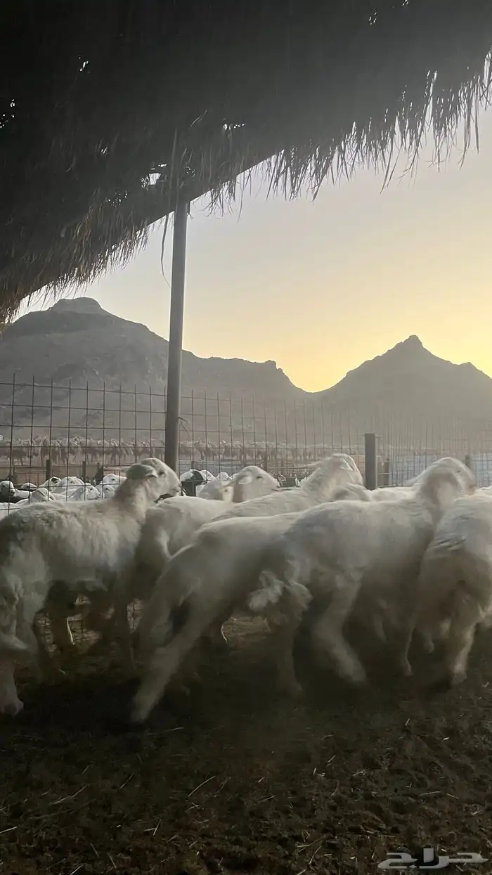 طليان حري ذبايح 3