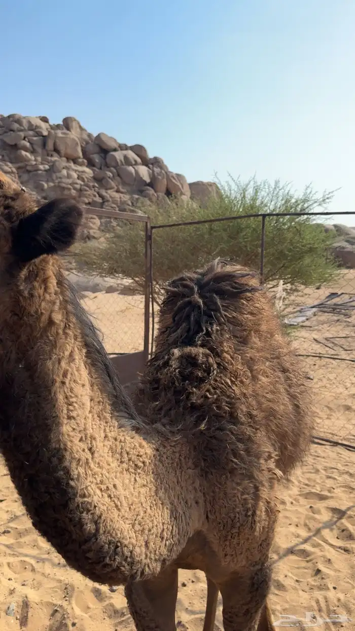 قعود للبيع 0