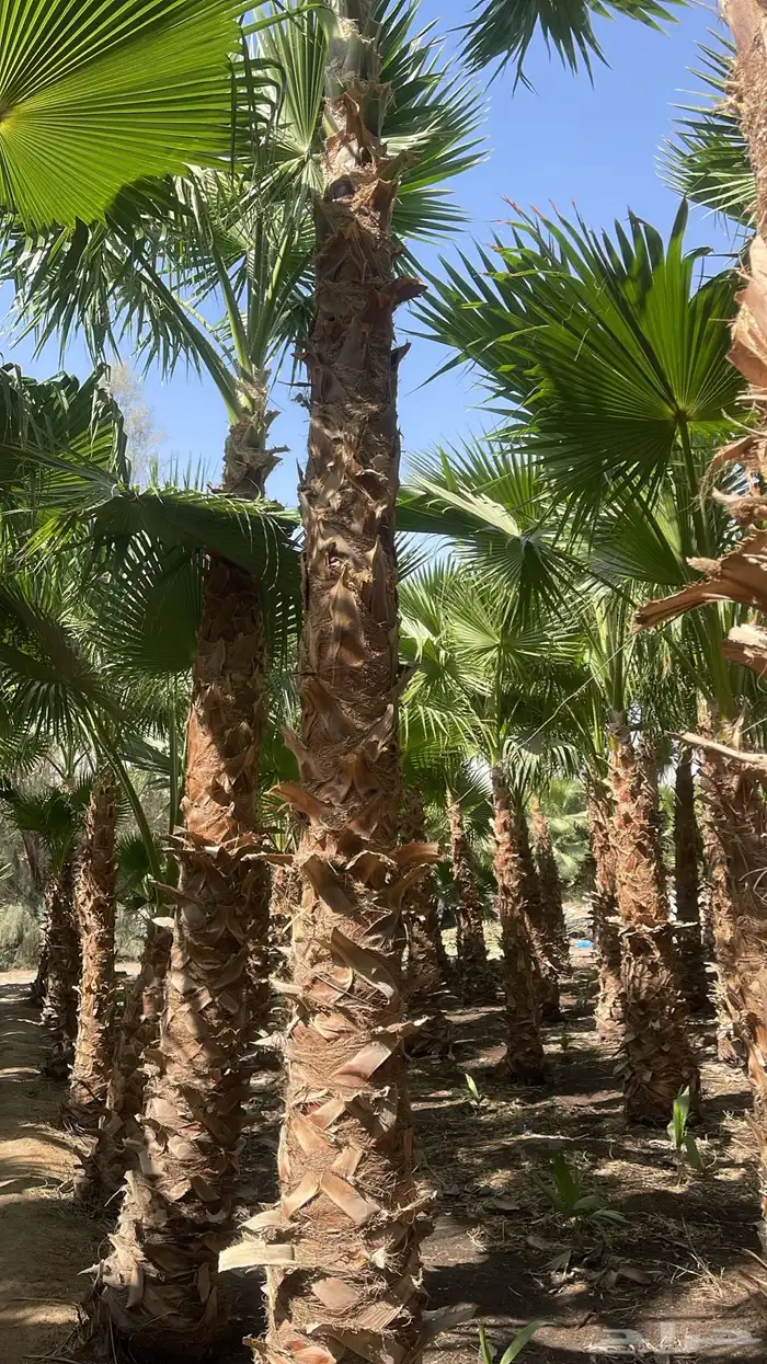 نخيل واشنطن للبيع بجميع انواع المقاست وتوصيل إلا جميع انحا 5