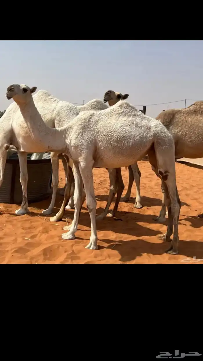بكرة مفروده للبيع ساسها تماميه 0