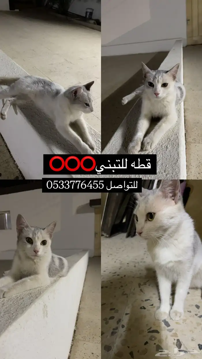 قطه لتبني 0
