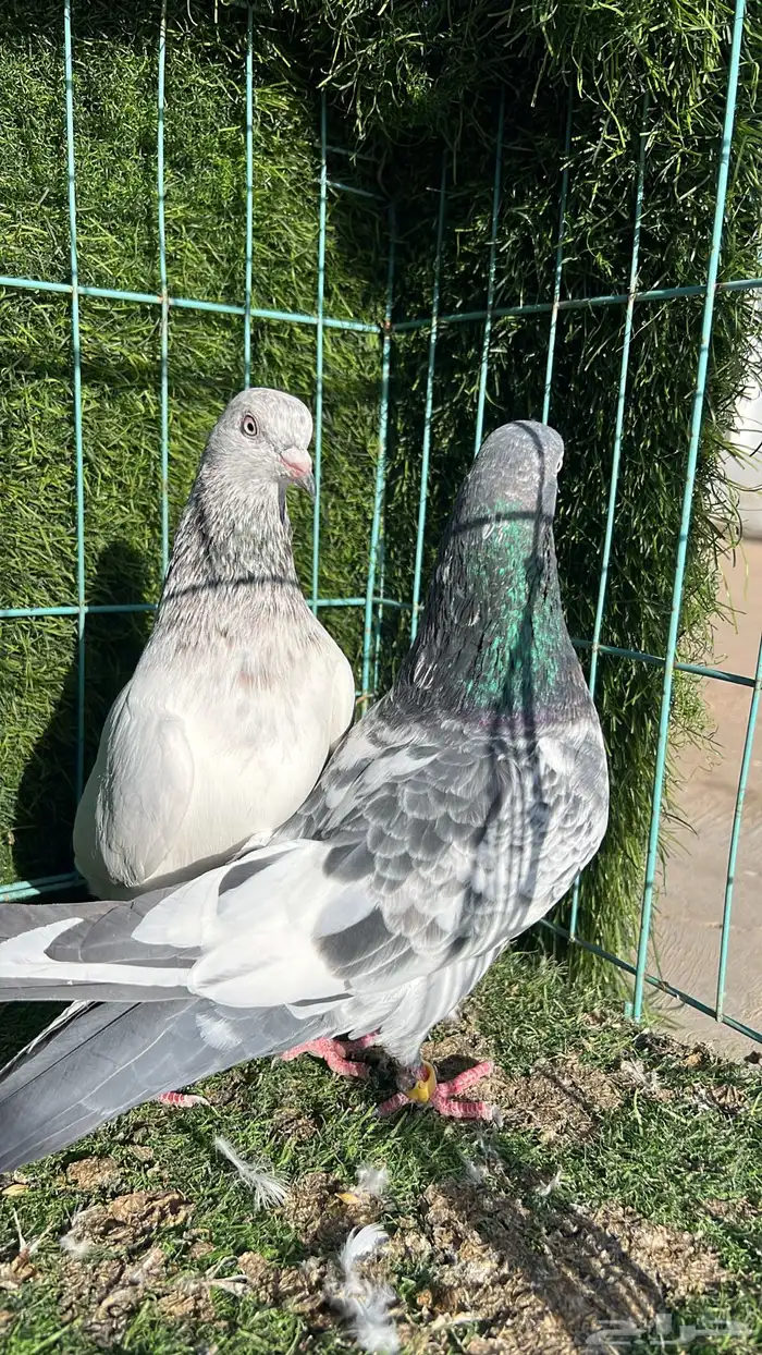 حمام باكستاني زوج 1