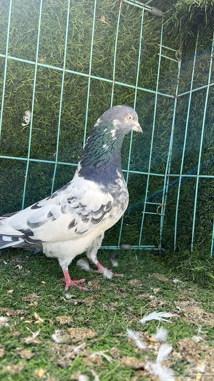 ذكر باكستاني مطيار 3