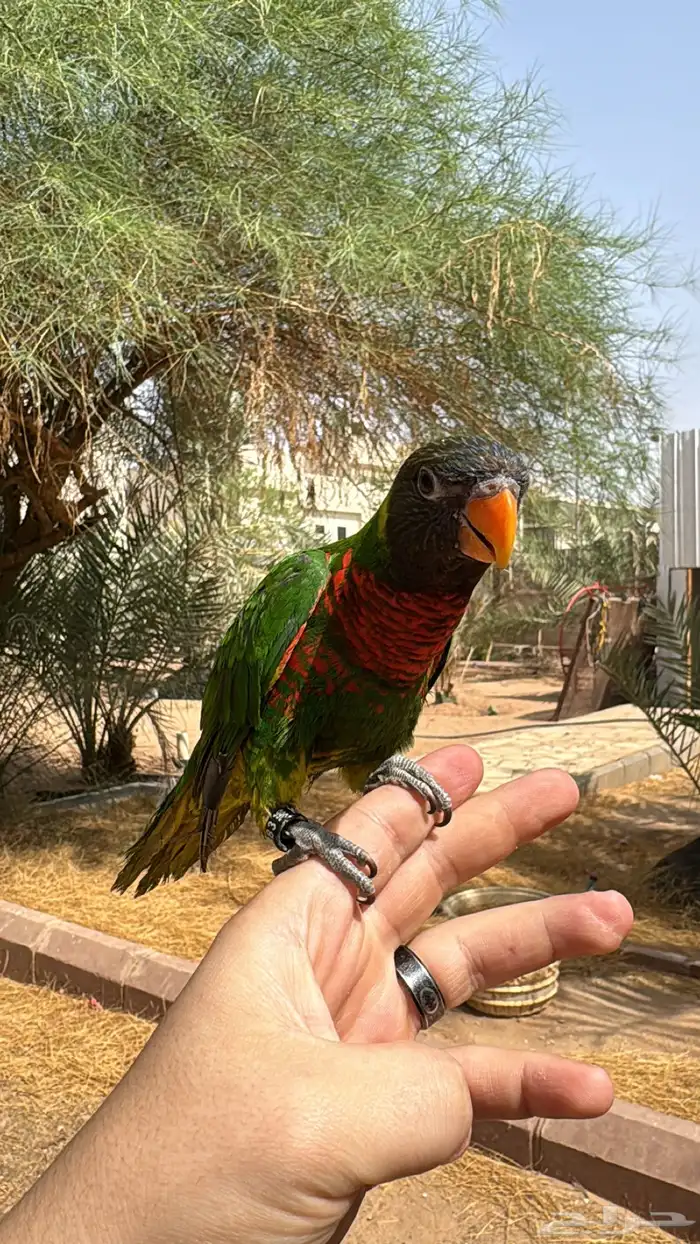 لوري اليف متكلم 2