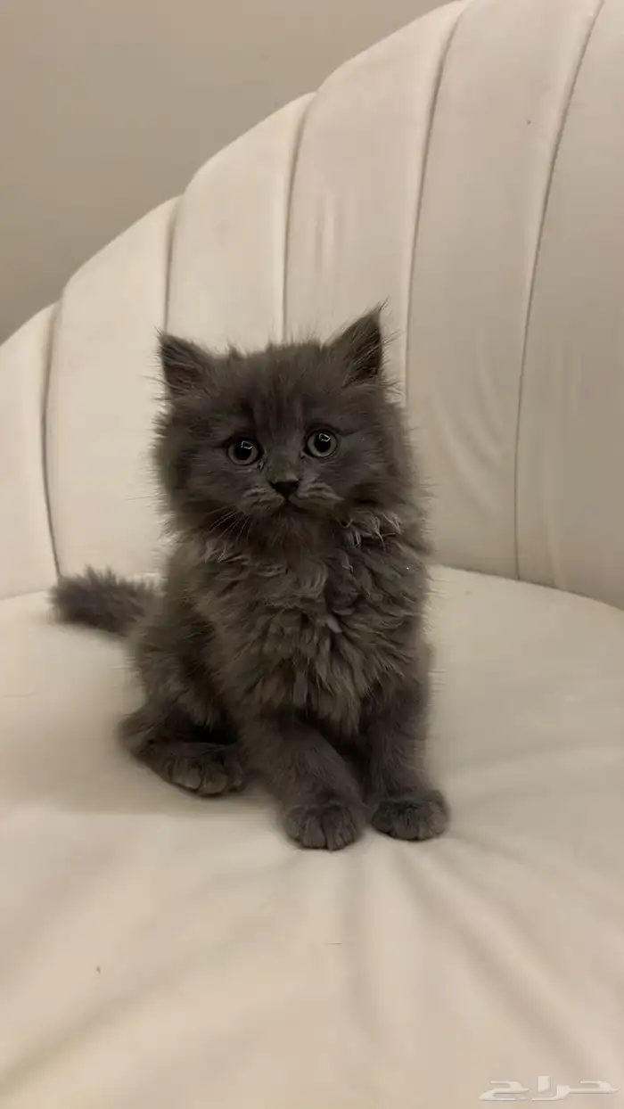 قطط صغيره هملايا 1