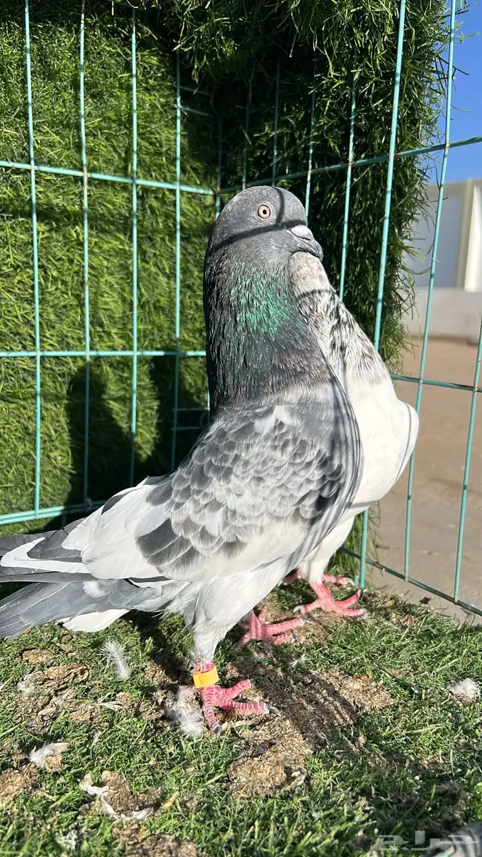 حمام باكستاني زوج 3