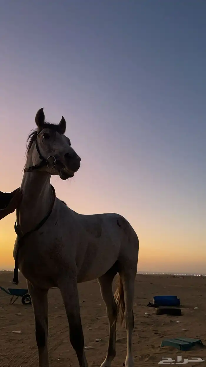 خيل 1
