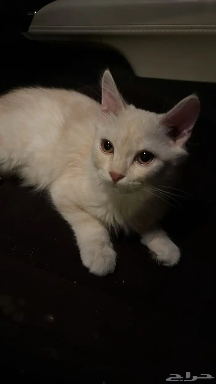 قطوه للبيع 0