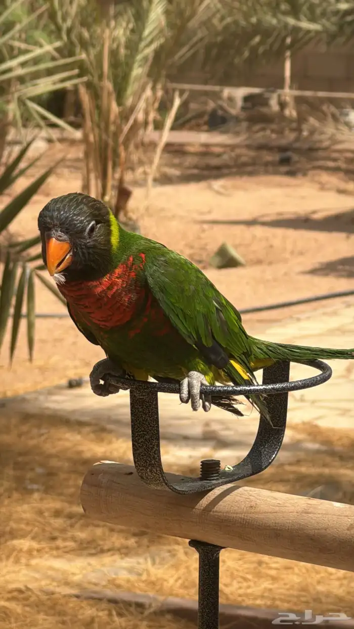 لوري اليف متكلم 4