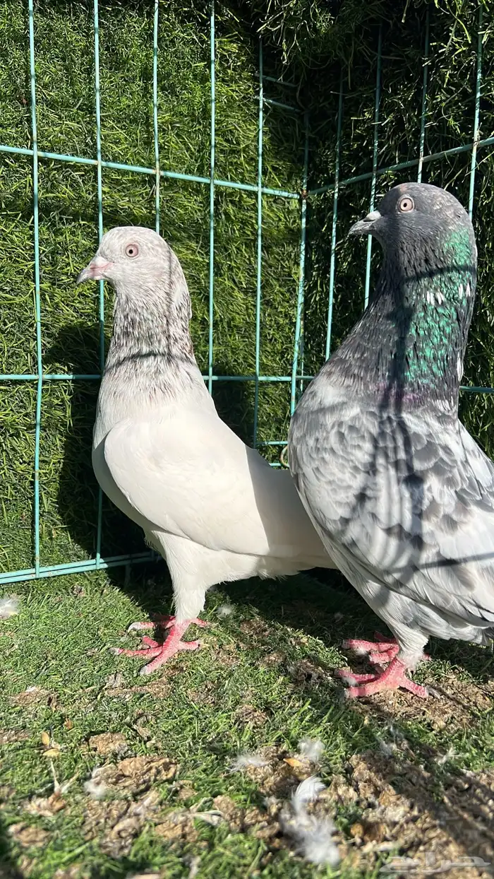 حمام باكستاني زوج 2