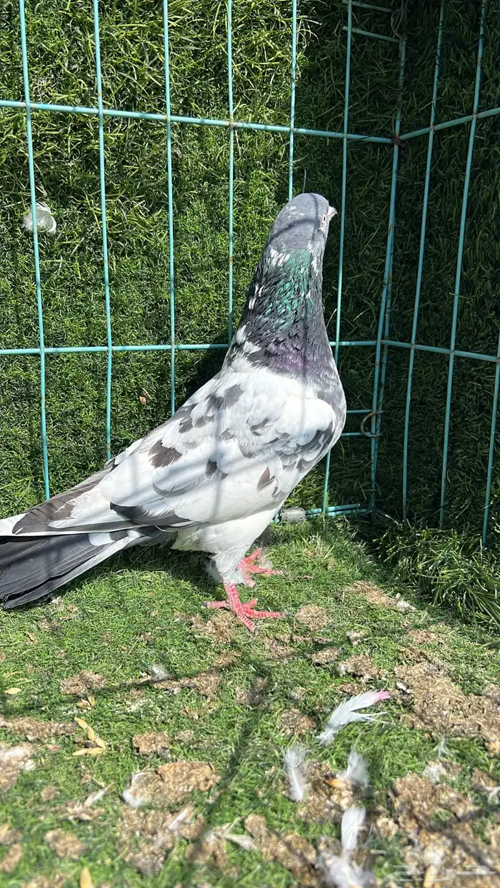 ذكر باكستاني مطيار 1