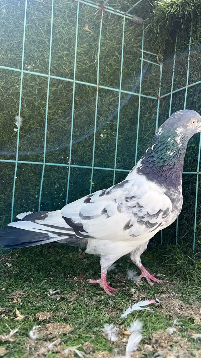 ذكر باكستاني مطيار 2