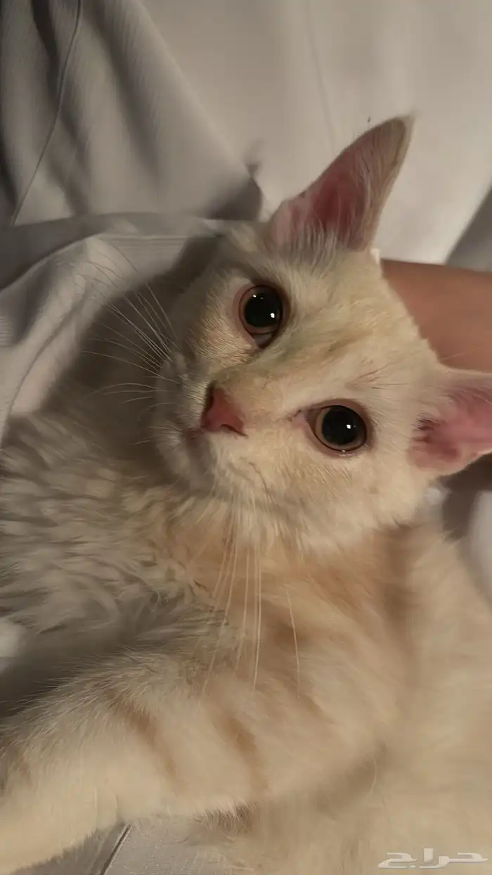 قطوه للبيع 3