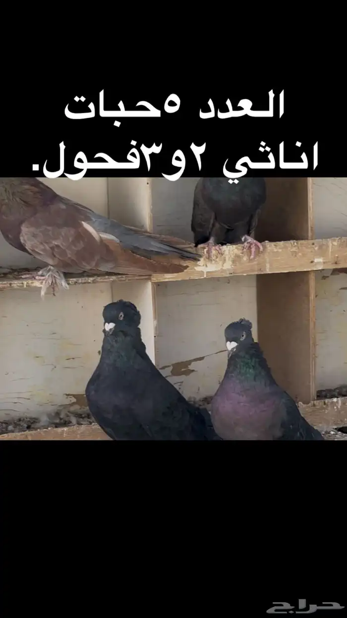 حمام مصري عملاق 0