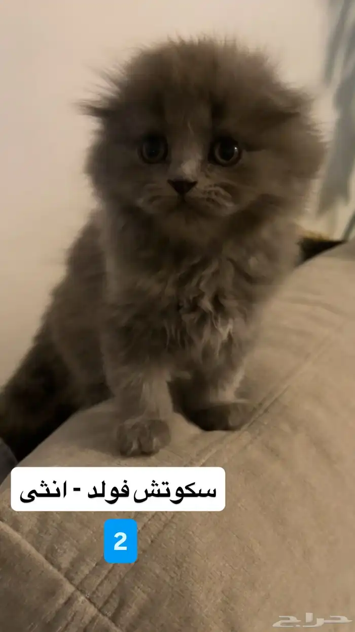 قطط صغيره - كيتن سكوتش فولد للبيع 1