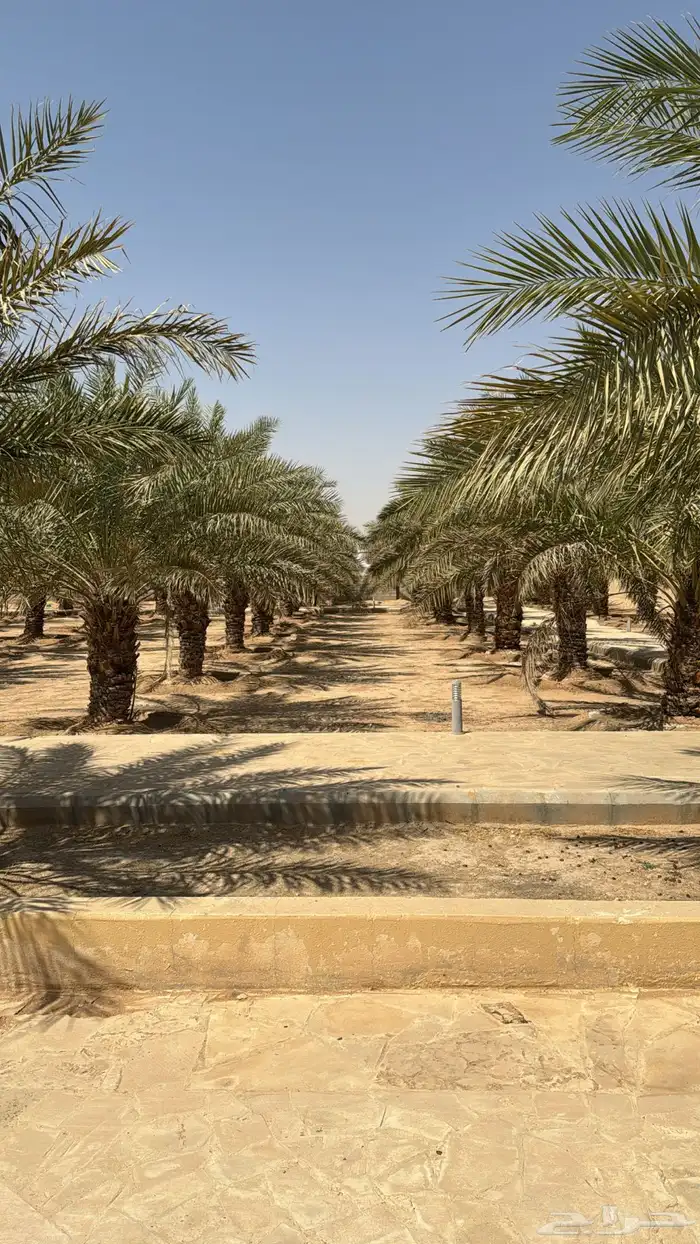 نخل للبيع طول مترين اللى ثلاثه متر 1