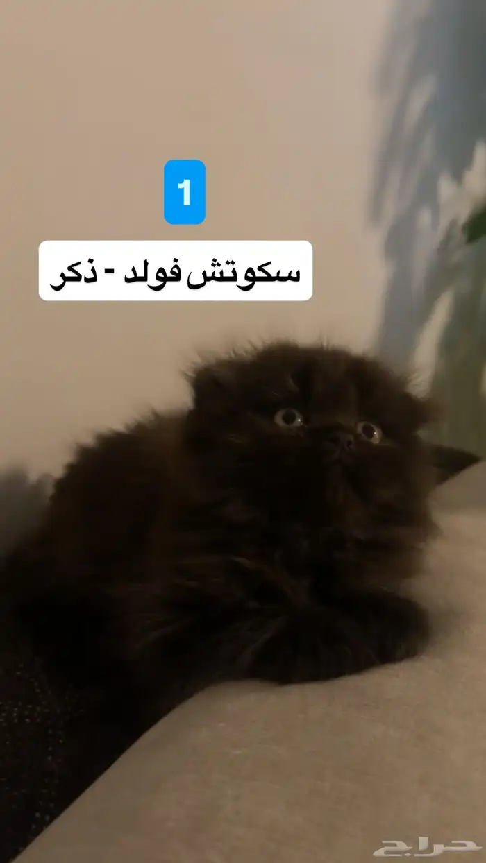 قطط صغيره - كيتن سكوتش فولد للبيع 0