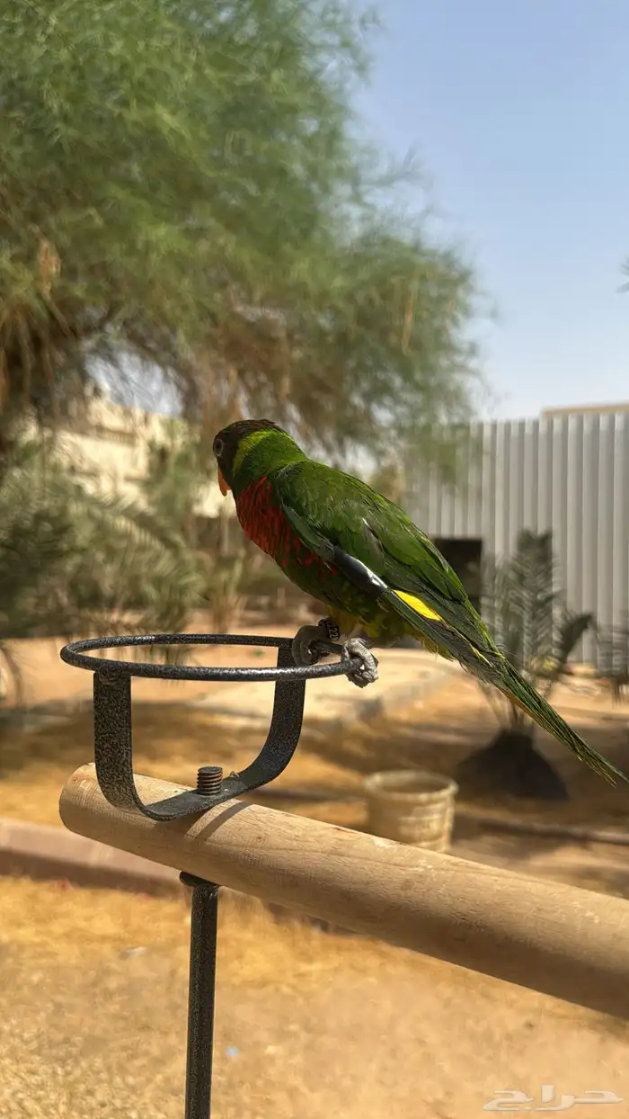 لوري اليف متكلم 5